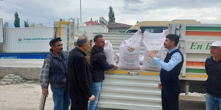 Ulaş'ta 120 çiftçiye 70 ton arpa ve buğday tohumu dağıtılıyor