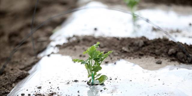 Yurdun iç ve doğu kesimlerine zirai don uyarısı