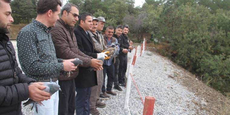 Konya'da 12 kaya güvercini ve şahin doğaya bırakıldı
