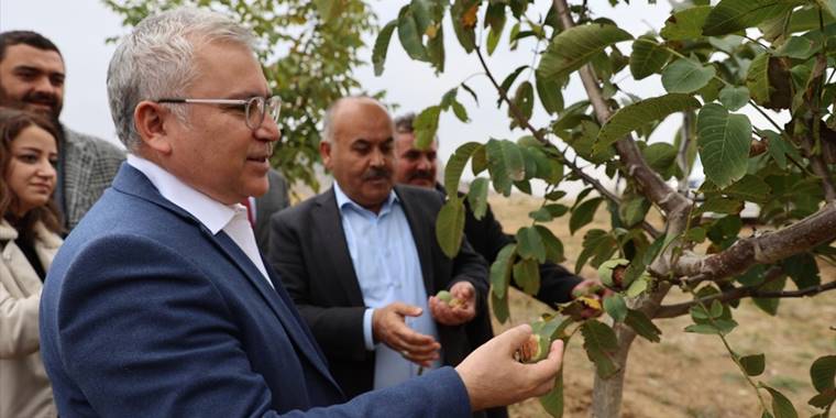 Sivas'ta bir çiftçinin kurduğu 31 bin ceviz ağacı bulunan bahçede ilk hasat yapıldı