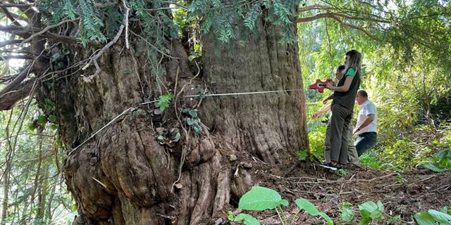 Artvin'de 1400 yıllık porsuk "anıt ağaç" olarak tescillenecek