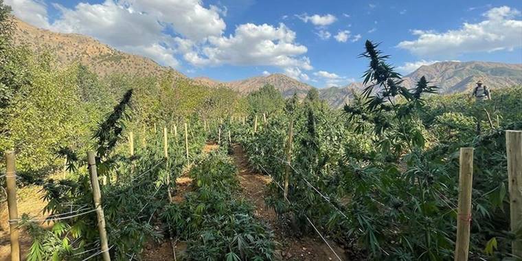 Bingöl'de 6 milyon 391 bin 436 kök Hint keneviri ele geçirildi