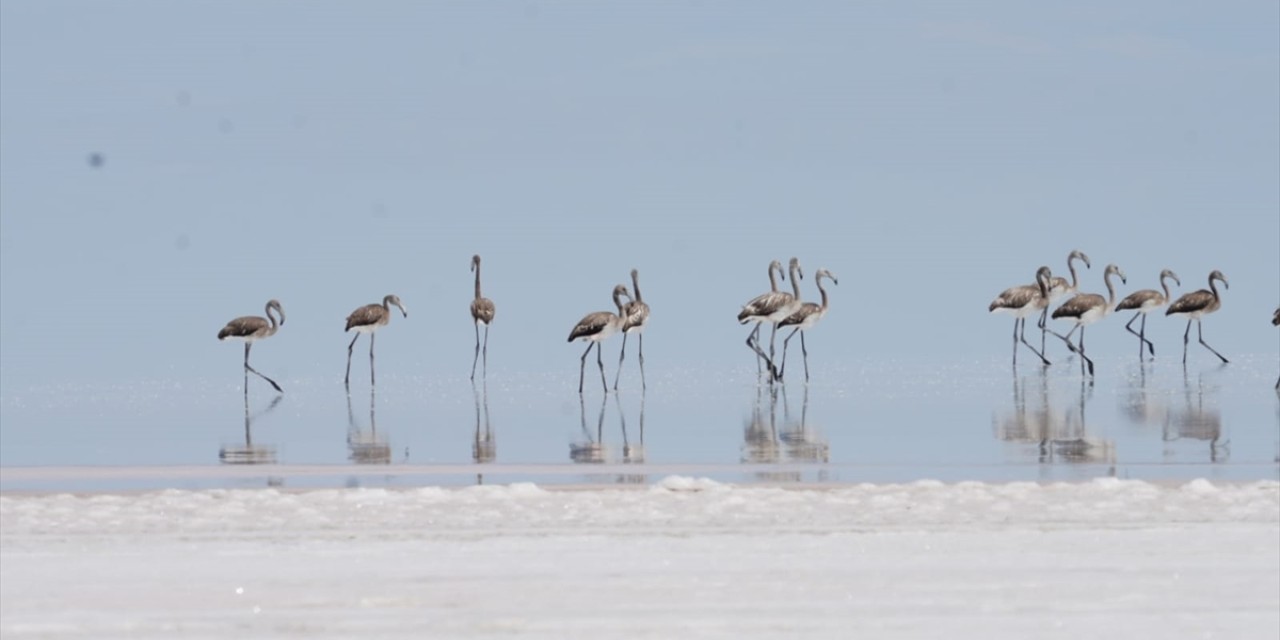 Tuz Gölü'nde alınan tedbirlerle yavru flamingolar kurtuldu