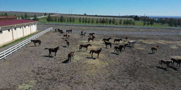 Emekliye ayrılan şampiyon atların yavruları Şanlıurfa'da modern tesiste yetiştiriliyor