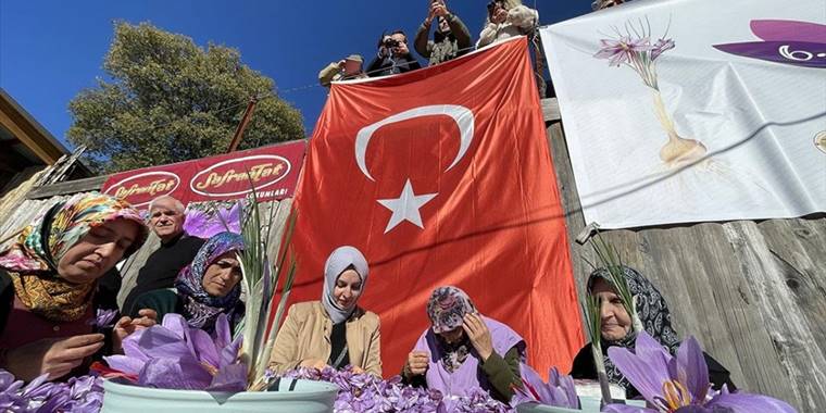 "6. Safran Festivali"nde safran hasadı yapıldı