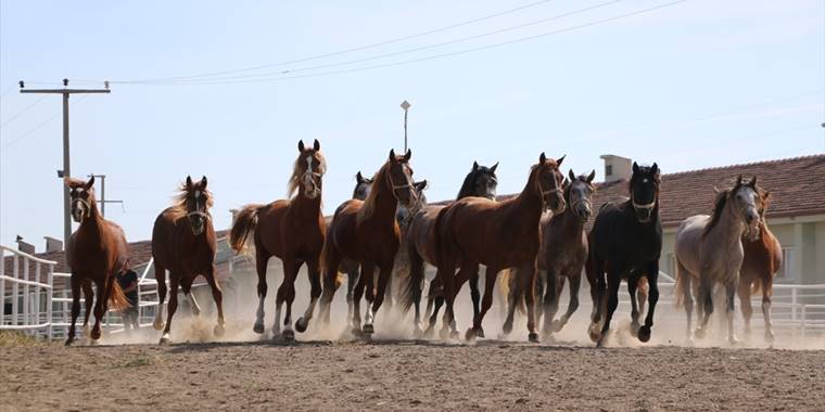 Şampiyon atların elit tayları "yeni rekor umuduyla" satışa sunulacak