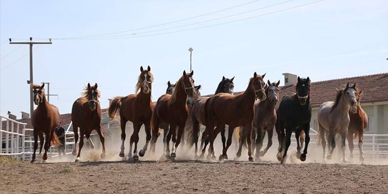 Şampiyon atların elit tayları 'yeni rekor umuduyla' satışa sunulacak