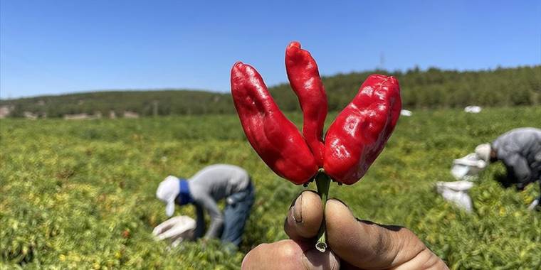 Gaziantep ve Kahramanmaraş arasında tescilli "acı biber" rekabeti yaşanıyor
