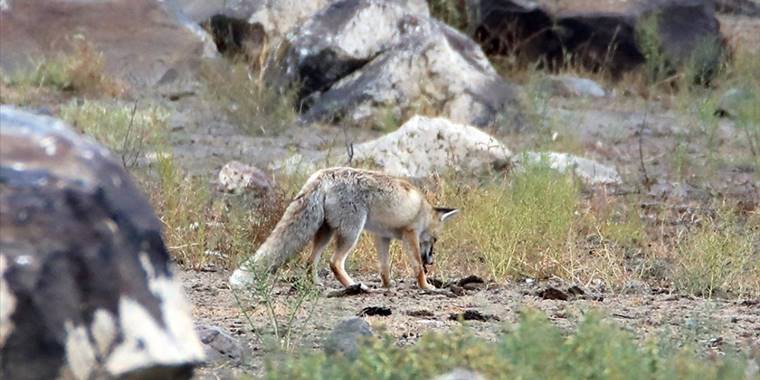 Ağrı Dağı eteklerinde yaşayan tilki yiyecek ararken görüntülendi