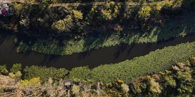 Acarlar Longozu ziyaretçilerini sonbahar renkleriyle karşılıyor