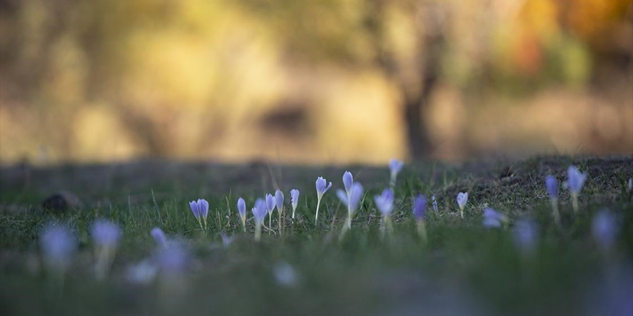Kışın habercisi vargitler Munzur Vadisi'ne renk kattı