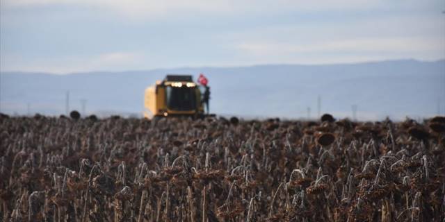 Kars'ta yüksek rakıma ekilen yağlık ayçiçeğinde hasat dönemi