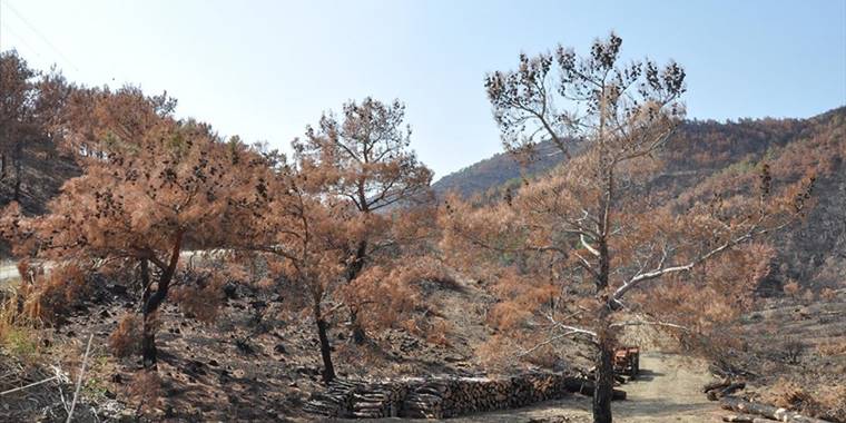 Mersin'de yanan ormanlık alanlara 450 milyon kızılçam tohumu ekildi