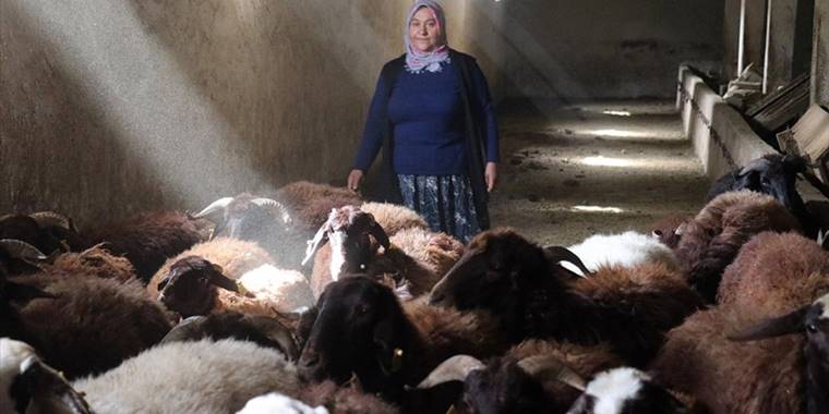 Destekle sürü sahibi olan Ağrılı kadın çiftçinin hedefi 500 koyuna ulaşmak