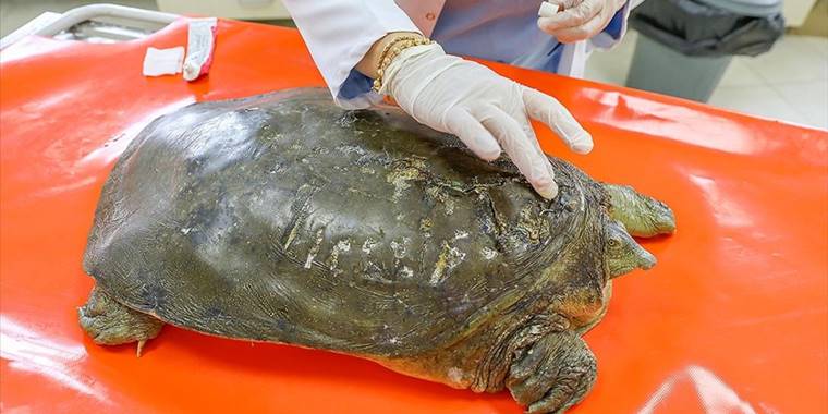 Fırat kaplumbağasının kırılan kabuğu çelik telle birleştirildi