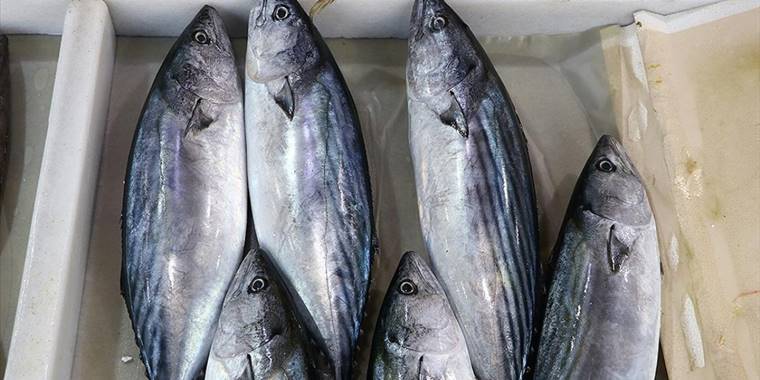 Balıkçılar denizdeki palamut bolluğunun devam edeceğini umuyor