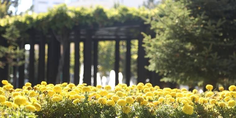 Kayseri Büyükşehir Belediyesi, sonbaharda 1 milyon çiçek dikti