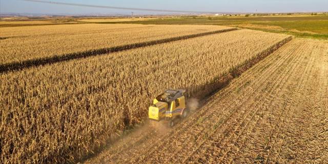 Diyarbakır'da bu sezon 253 bin ton mısır üretilmesi bekleniyor