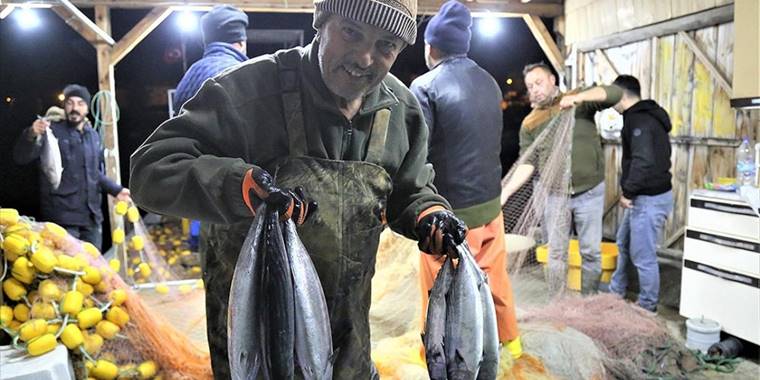 Karadeniz'de palamut bolluğu