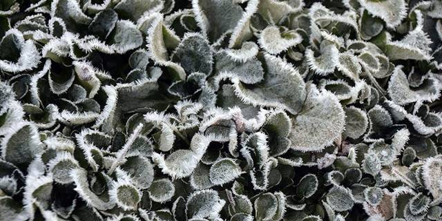 Sarıkamış'ta soğuk hava yüzünden derelerdeki şelaleler, bitkiler ve camlar dondu