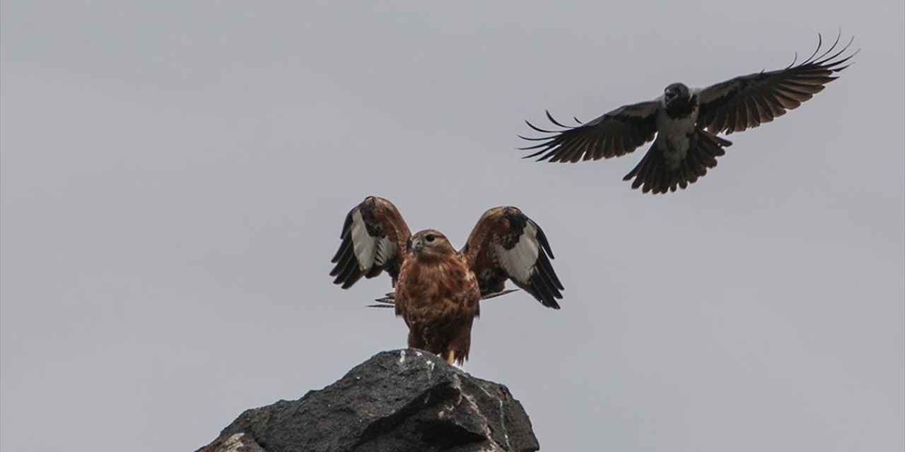 Ağrı Dağı eteğindeki Erhacı sulak alanında 68 kuş türü tespit edildi