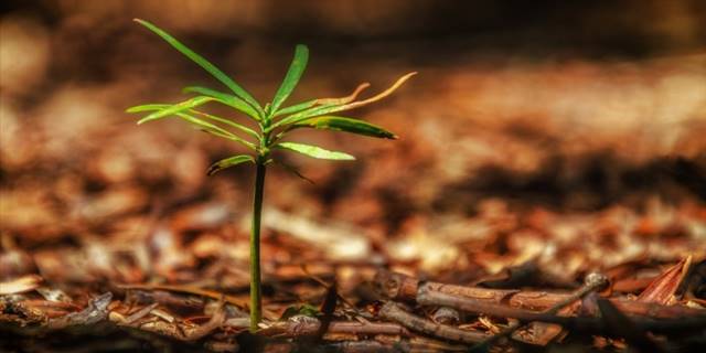 Ruanda, iklim değişikliğiyle mücadele için 36 milyon fidan dikiyor