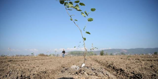 Sakarya'nın fındığında verim tek gövdeli ağaç sistemiyle artırılacak