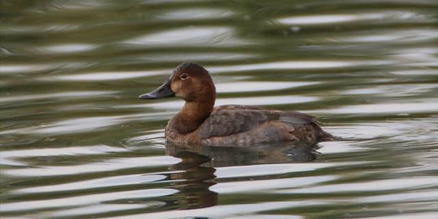 Dünyada soyu azalan elmabaş ördeği, kışı Ağrı Dağı'nın eteğinde geçiriyor