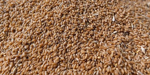 Rusya'dan Lübnan'a 25 bin ton buğday ve 10 bin ton yakıt desteği