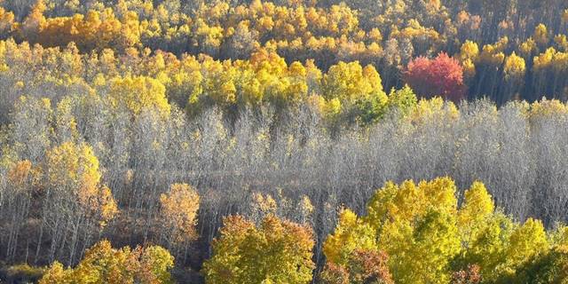 Sarıkamış ormanlarında sarı, yeşil ve kızılın tonlarında sonbaharın güzelliği yaşanıyor