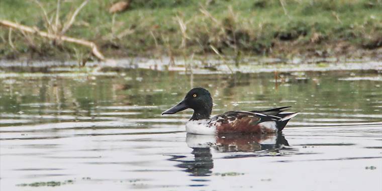 Adını kaşığa benzeyen gagasından alan kaşıkgaga, mola verdiği Iğdır'da görüntülendi