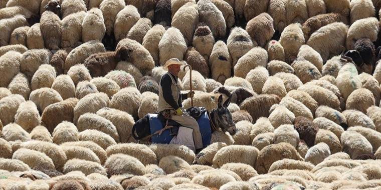 Van'da küçükbaş hayvan varlığının artırılması hedefleniyor