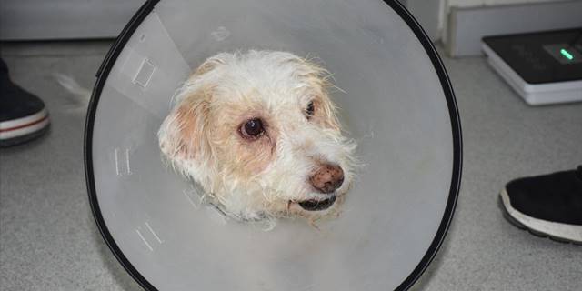 Tek gözü görmeyen köpeğe katarakt ameliyatı yapıldı