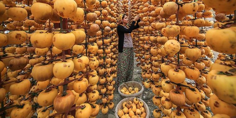 Denizli'deki bahçelerde "cennet hurması" hasadı başladı