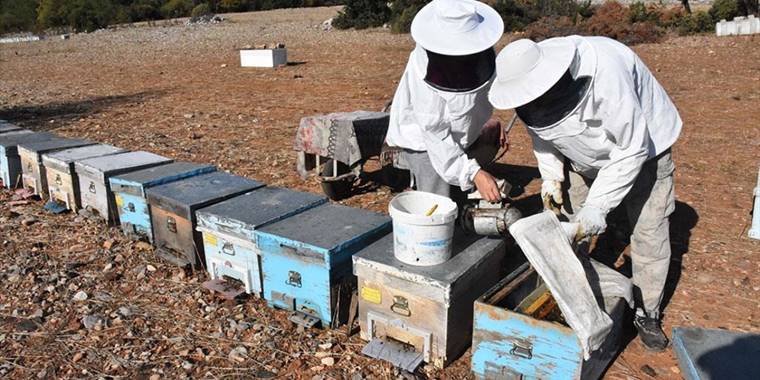 Gezgin arıcı çift en kaliteli bal için Ege'yi dolaşıyor