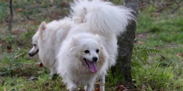 Trabzon'a özgü 'zerdava' ve 'Tonya finosu' ırklarının gen haritası çıkarılıyor