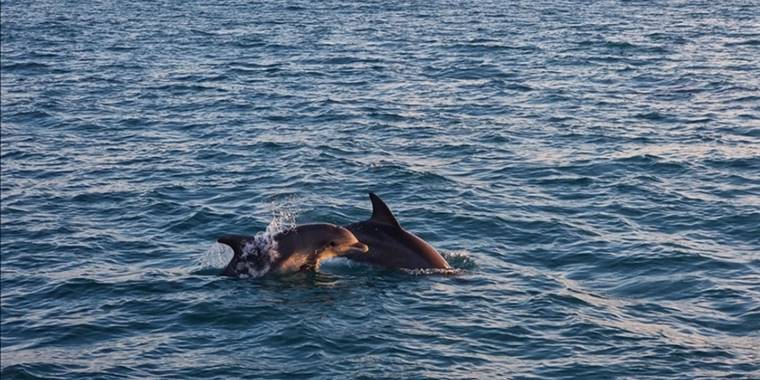 Rusya-Ukrayna savaşının başlangıcından bu yana Karadeniz’de 700 yunus öldü