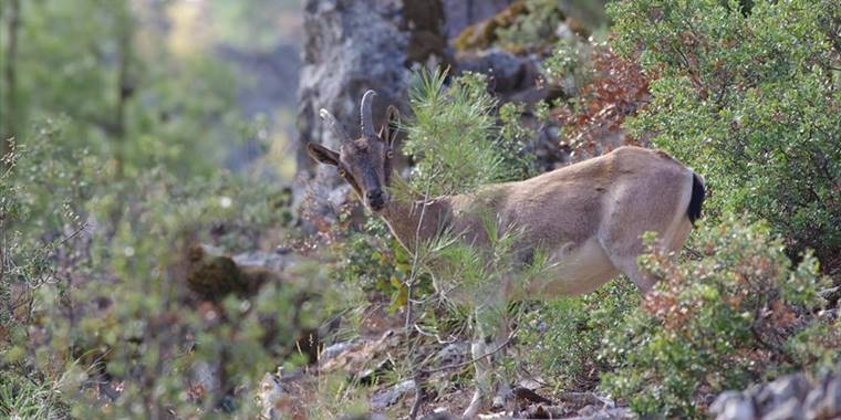 Isparta’da fotokapanlara takılan yaban hayvanlarının görüntüleri merak uyandırıyor