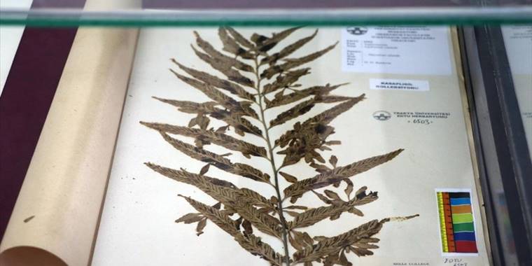 Trakya Üniversitesindeki 'herbaryum' 25 binden fazla bitki örneğiyle rehber oluyor