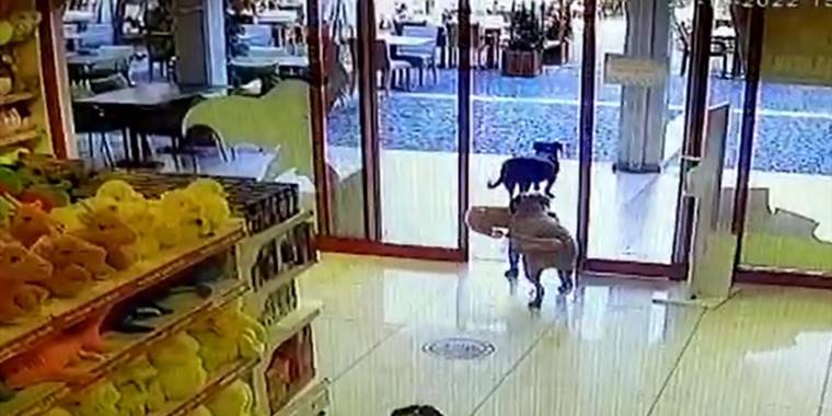 Bodrum'da biri ağzında oyuncak köpekle mağazadan çıkan köpekler güvenlik kamerasına yansıdı