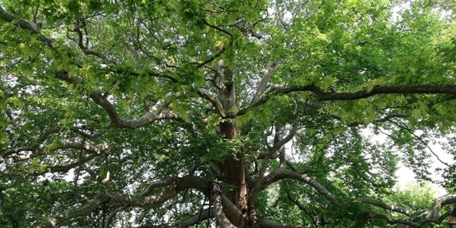 Kültürel miras anıt ağaçların korunması çalışmaları devam ediyor