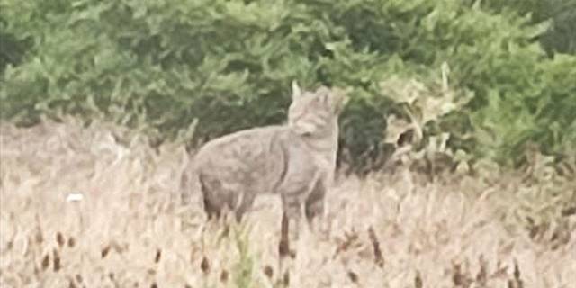 Samsun'da ormanlık alanda görülen vaşak cep telefonuyla kaydedildi