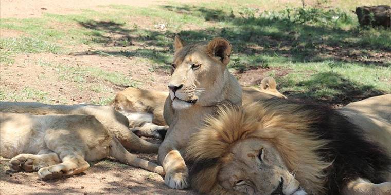 Vahşi doğadan çelik teller arkasına: Afrika'nın tutsak aslanları