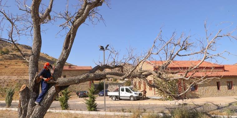 Nevşehir'de budanan ağaç dalları ihtiyaç sahiplerine yakacak oldu