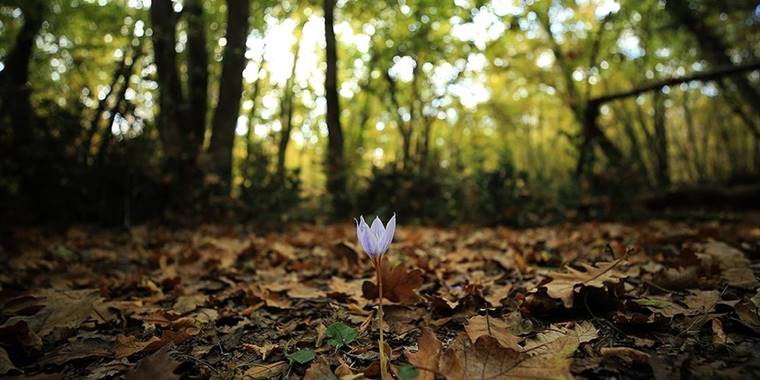 Kırklareli'ndeki su basar ormanları güz mevsimi renklerine büründü