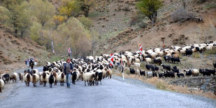 Göçerler havaların soğumasıyla memleketlerine dönüyor