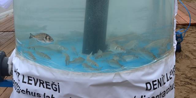 İzmit Körfezi'ne 6 bin çipura, levrek ve kalkan yavrusu bırakıldı