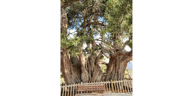 Güneysınır'daki anıt ardıç ağacı tarihe tanıklık ediyor