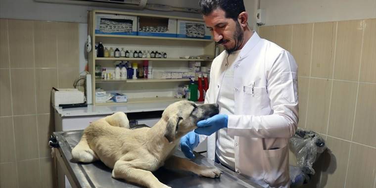 Adıyaman'da sahipsiz hayvanlara kuduz aşısı yapılıyor