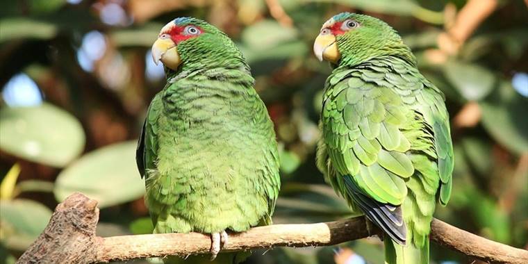 'Çevreye salınan yeşil papağanlar biyolojik çeşitliliğe zarar verebilir' uyarısı